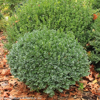 Buxus sinica var. insularis 'Nana' 