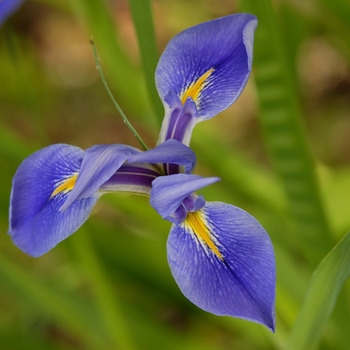 Iris Virginica 'Contraband Girl' 