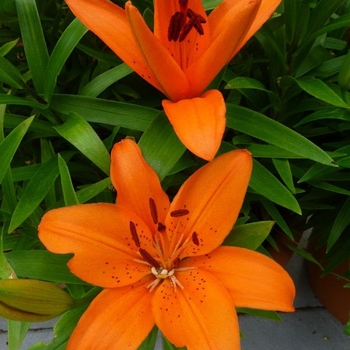 Lilium 'Orange Pixie' 