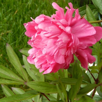 Paeonia lactiflora 'Victoire de la Marne' 