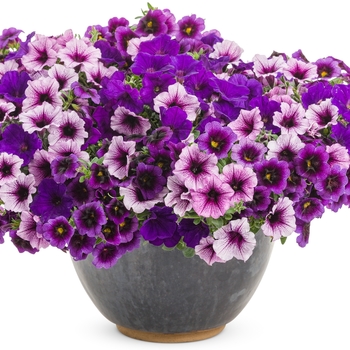 Petunia Supertunia&reg; 'Bordeaux&trade;' (099704)