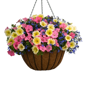 Petunia Supertunia® 'Limoncello®'