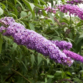 Buddleia davidii nanhoensis 'Monum' 