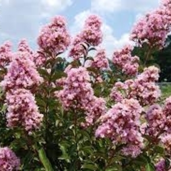 Lagerstroemia 'GAMAD-VIII' 