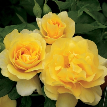 Rosa 'WEKsirjuci' PP26170