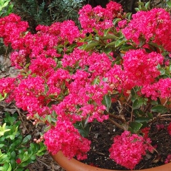 Lagerstroemia Pink Crape Myrtle | Garden Center Marketing