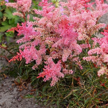 Astilbe japonica 'Eden's Phoenix' 