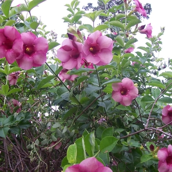 Allamanda 'Cherries Jubilee' 