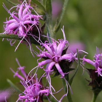 Liatris squarrosa