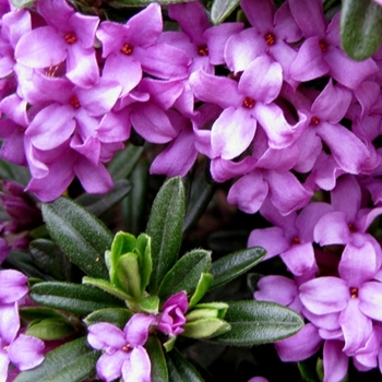 Daphne x rollsdorfii 'Wilhelm Schacht' 