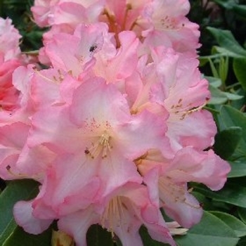 Rhododendron 'Bruce Brechtbill' 