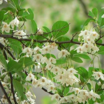 Styrax japonicus 'Carillon' 