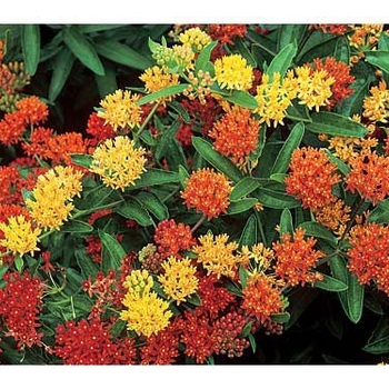 Asclepias tuberosa 'Gay Butterflies' 