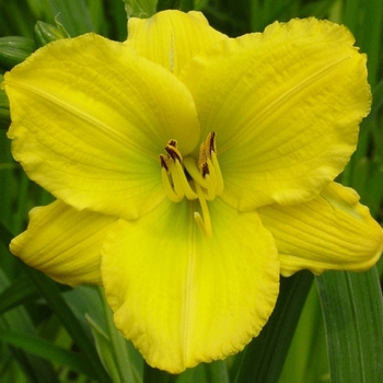 Hemerocallis 'Bakabana' 