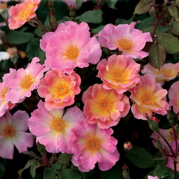 Rosa 'Watercolors Home Run®'