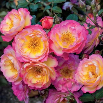 Rosa 'Rainbow Happy Trails'