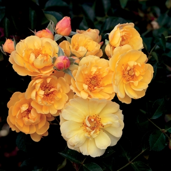 Rosa 'Sunshine Happy Trails™'