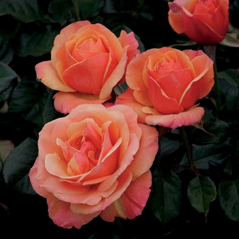 Rosa 'Anna's Promise™' PPAF