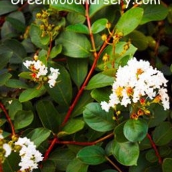 Lagerstroemia indica 'White Chocolate' 