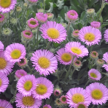 Erigeron glaucus 'Sea Breeze' 