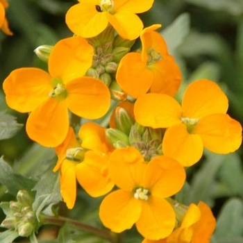 Erysimum 'Coral' 