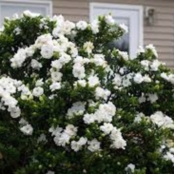 Gardenia jasminoides 'MAGDA 1' MAGDA 1