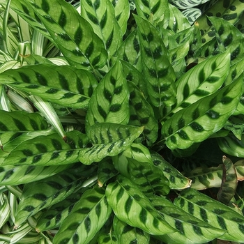 Calathea leopardina