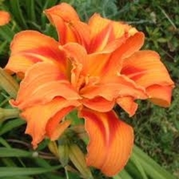 Hemerocallis fulva 'Kwanso' 