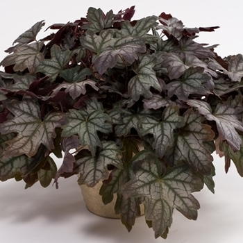 Heucherella 'Autumn Shades' 