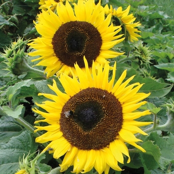 Helianthus annuus 'Choco Sun' 