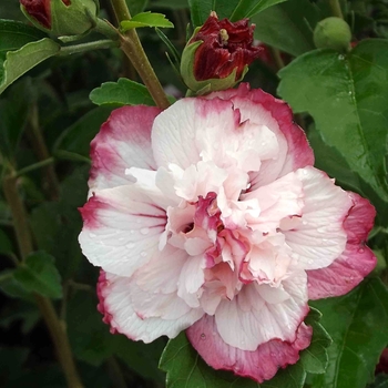Hibiscus syriacus 'Danica' 