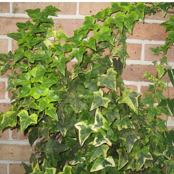 Hedera helix 'Variegata' 