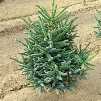 Abies pinsapo 'Glauca' 