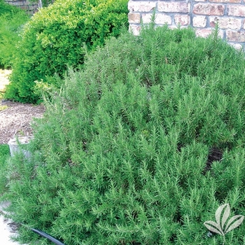 Rosmarinus officinalis 'Hill Hardy' 