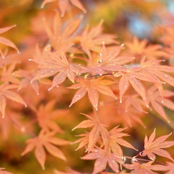 Acer palmatum 'Dragon Tears™' JN4 PP22249