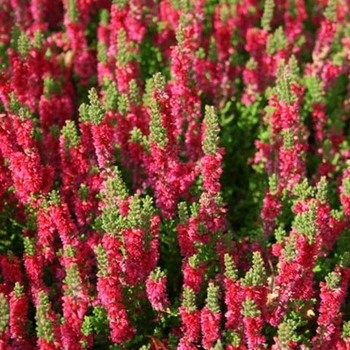 Calluna vulgaris 'Dark Beauty' 