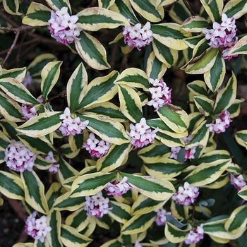 Daphne odora 'Maejima' 