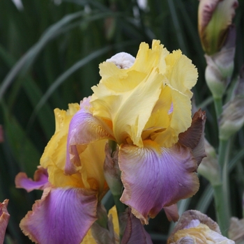 Iris germanica 'Sunset Sky' 