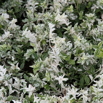 Euonymus fortunei 'Harlequin' 