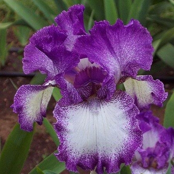 Iris germanica 'Mariposa Autumn' 