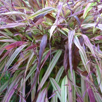 Hakonechloa macra 'Naomi' 