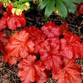 Heuchera 'Fire Alarm'