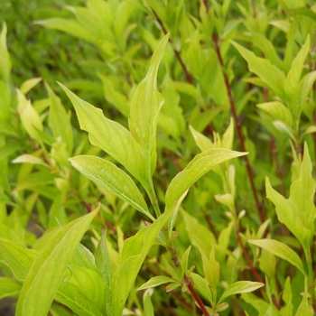 Cornus alba sibirica 'Regnzam' 