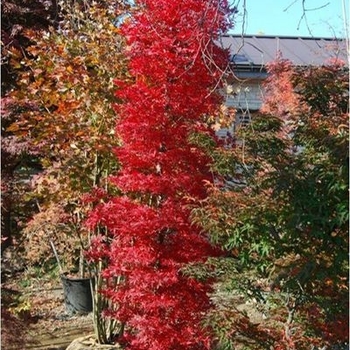 Acer palmatum 'Tsukasa Silhouette' 