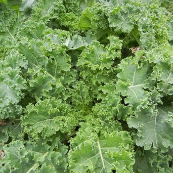 Brassica oleracea