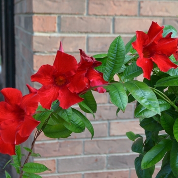 Mandevilla 'Sunmanderemi' PP16449