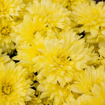 Chrysanthemum x morifolium 'Latina Pink' 