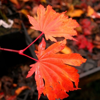 Acer japonicum 'Emmett's Pumpkin' 