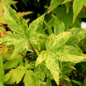 Acer palmatum 'Koshibori nishiki' 