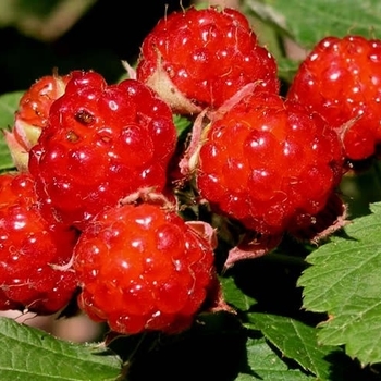 Rubus 'Dorman Red' 